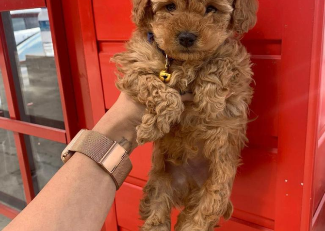 Safkan Toy Poodle Yavrularımız